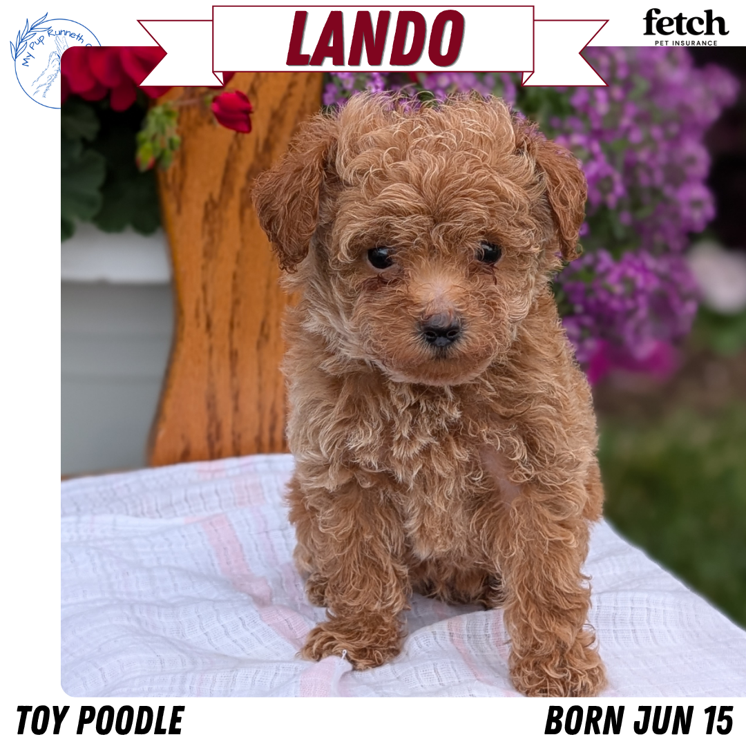 TOY POODLE (JUN 15) MALE