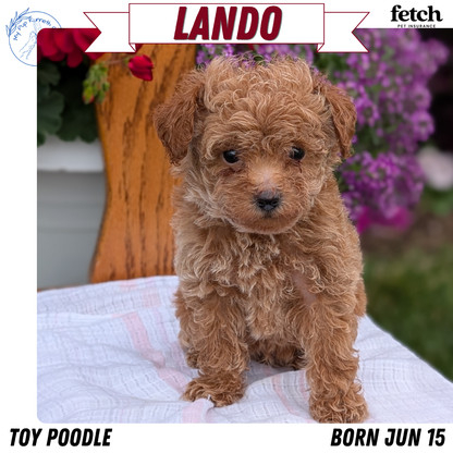 TOY POODLE (JUN 15) MALE