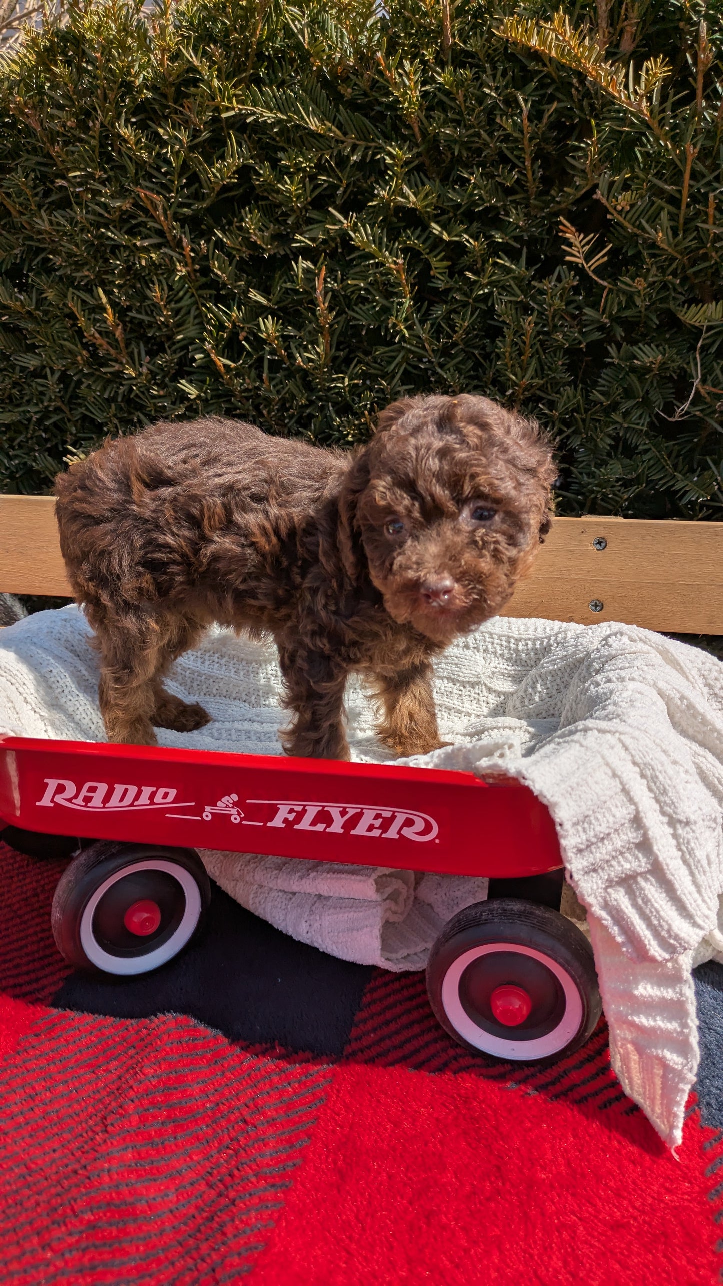 TOY POODLE (01/23) FEMALE