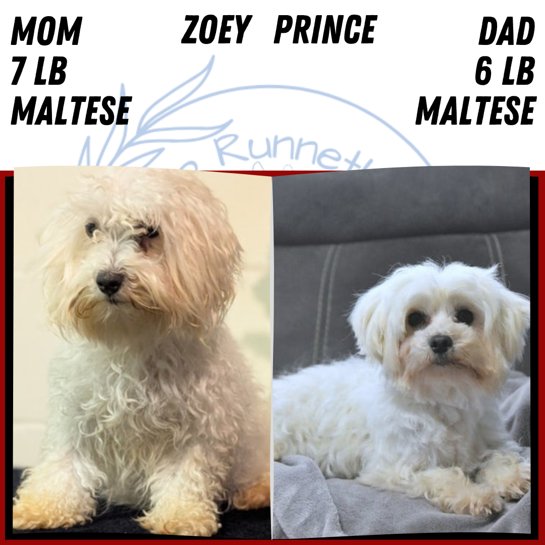 MALTESE (MAY 11) MALES