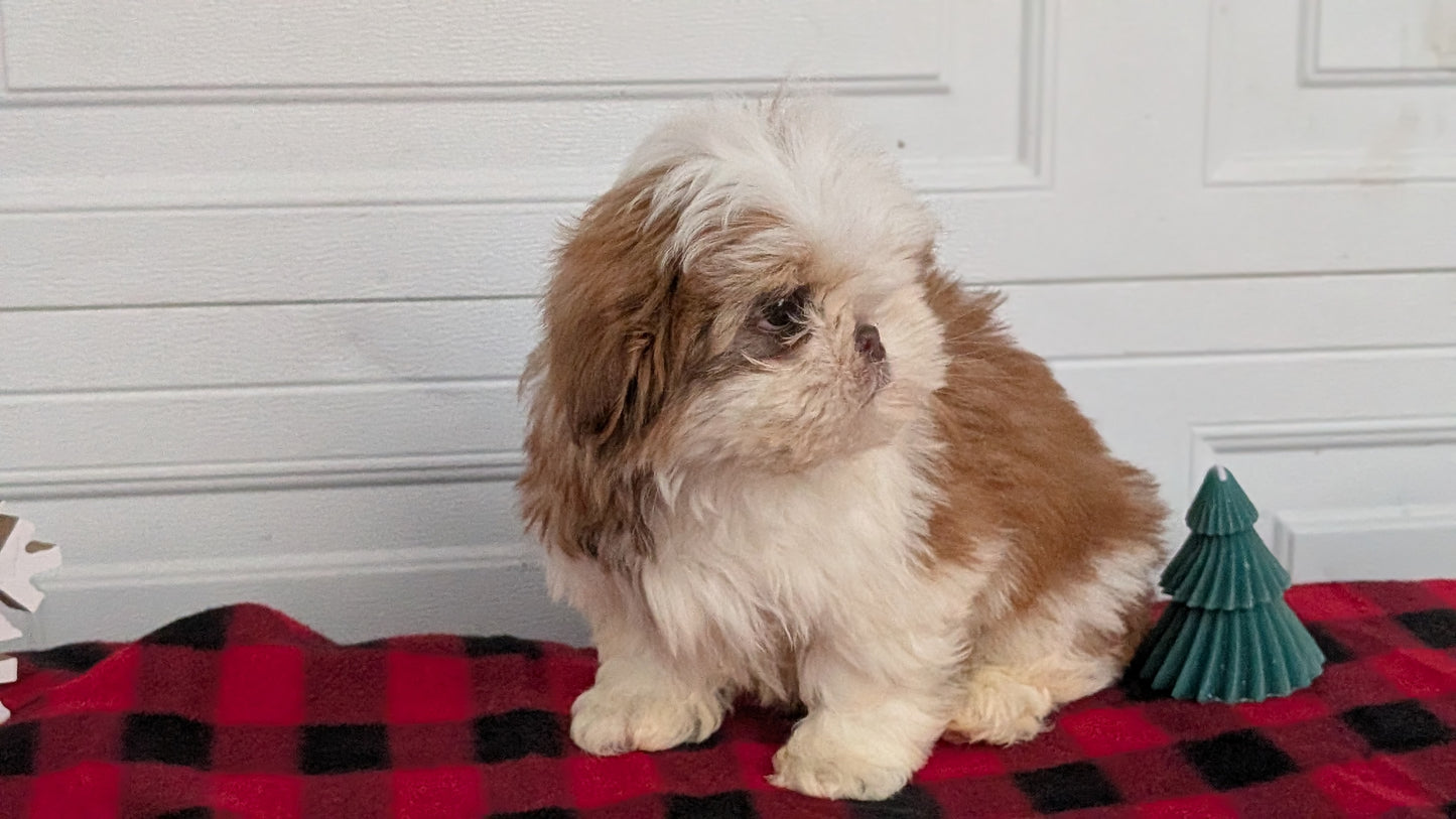 SHIH TZU (OCT 28) MALES