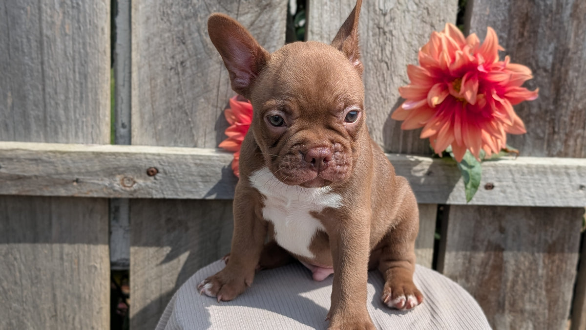 FRENCHTON (JUL 14) 2 MALES/1 FEMALE