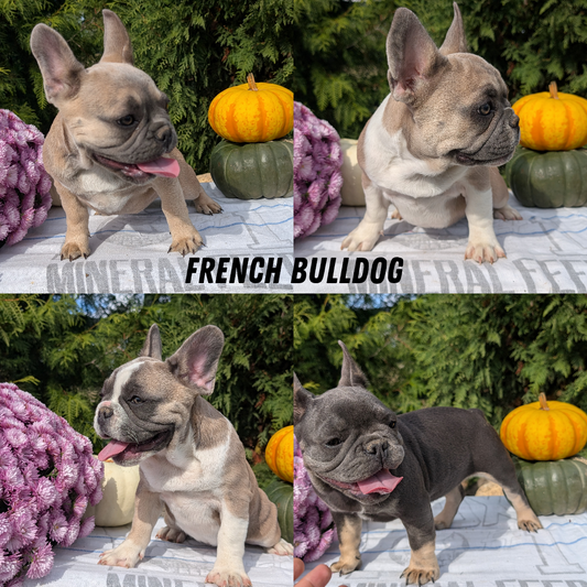 FRENCH BULLDOG (07/03) FEMALE