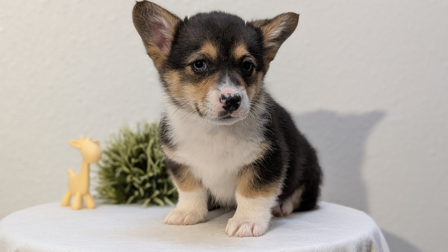 CORGI (JAN 09) MALES