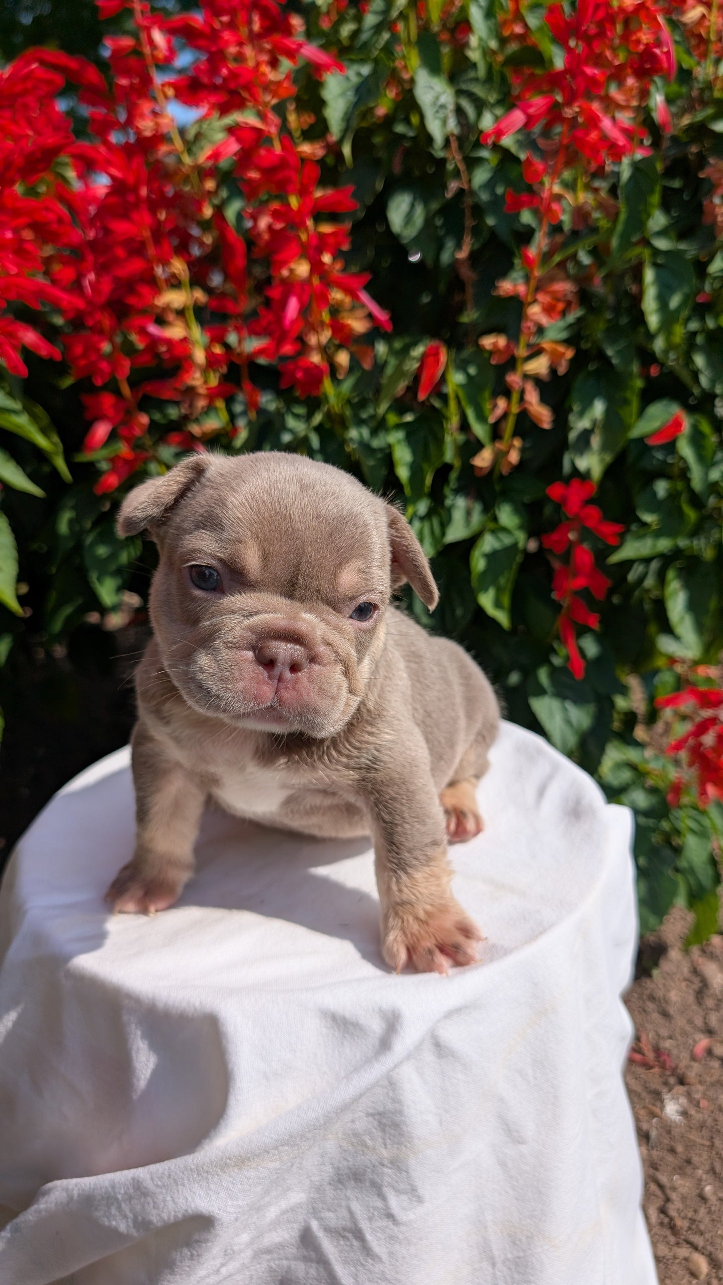 FRENCH BULLDOG (06/27) MALE