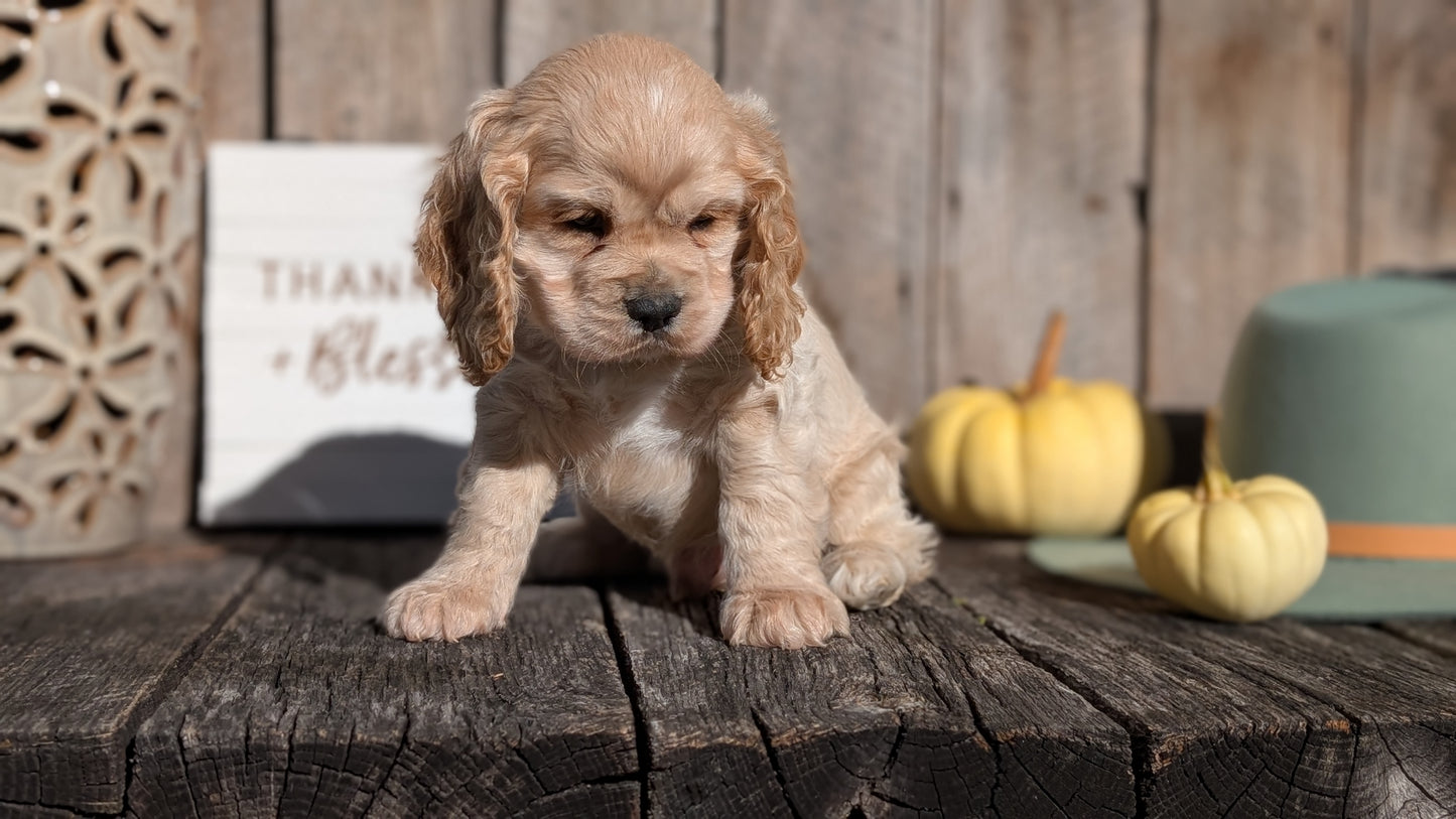 COCKER SPANIEL (09/19) MALE