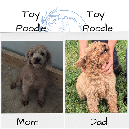 TOY POODLE (08/24) MALE