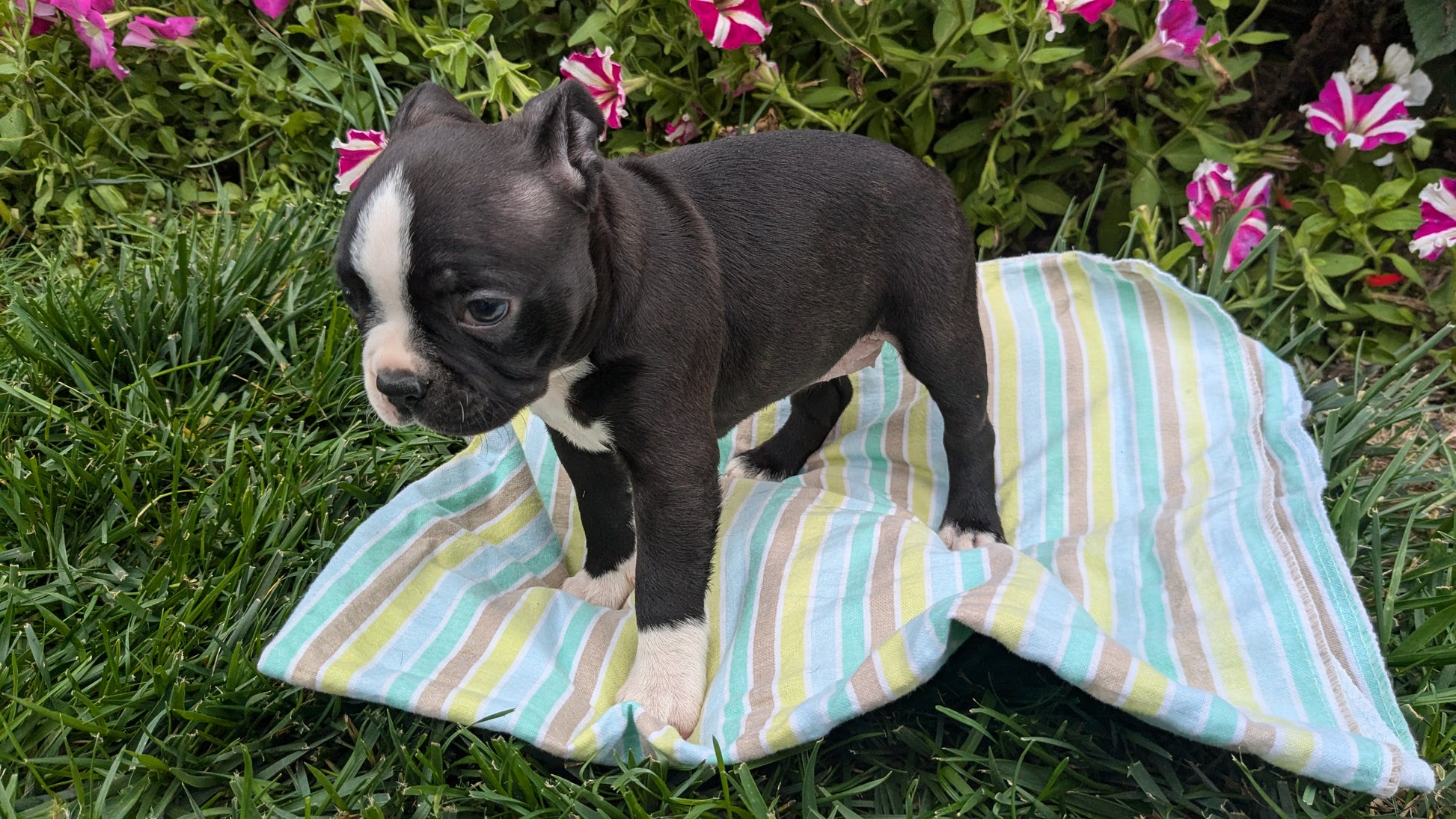 French Bulldog Boston Terriers Puppies For Sale Near Me French