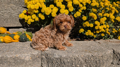 COCKAPOO (08/03) FEMALE
