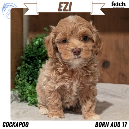 COCKAPOO (AUG 17) 3 FEMALES/1 MALE