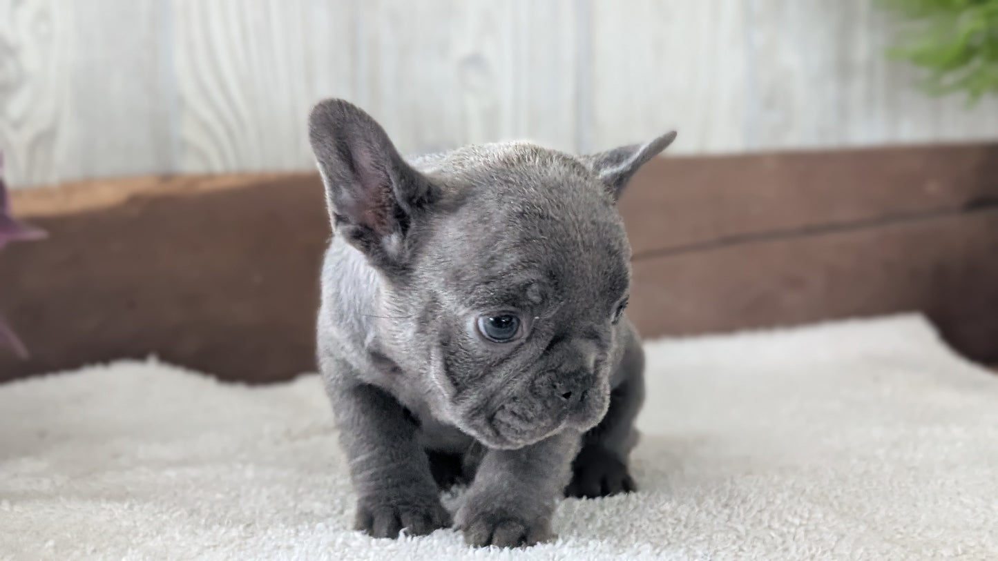 FRENCH BULLDOG (NOV 22) MALES