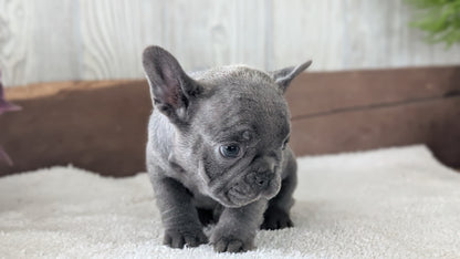 FRENCH BULLDOG (NOV 22) MALES