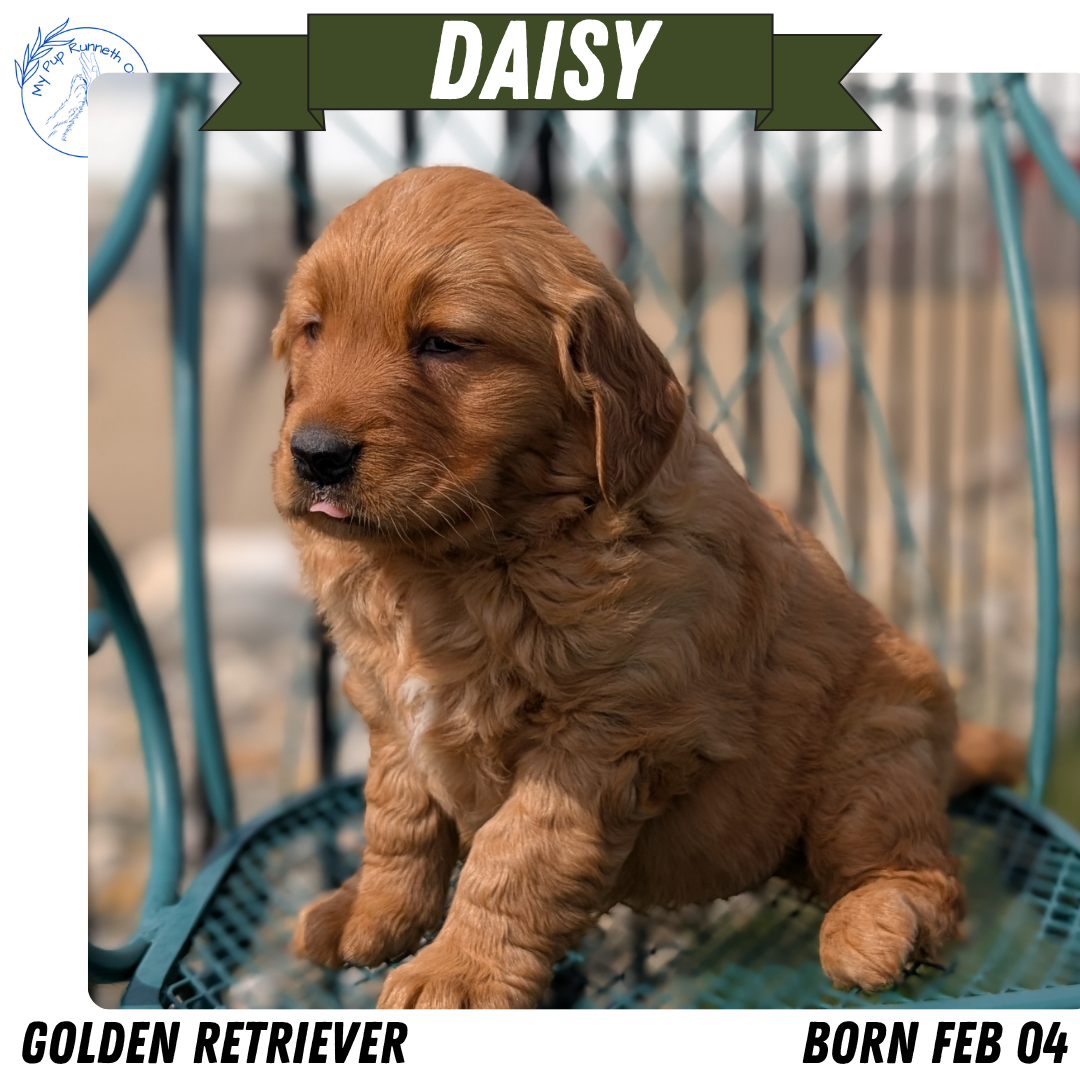 GOLDEN RETRIEVER (FEB 04) FEMALES