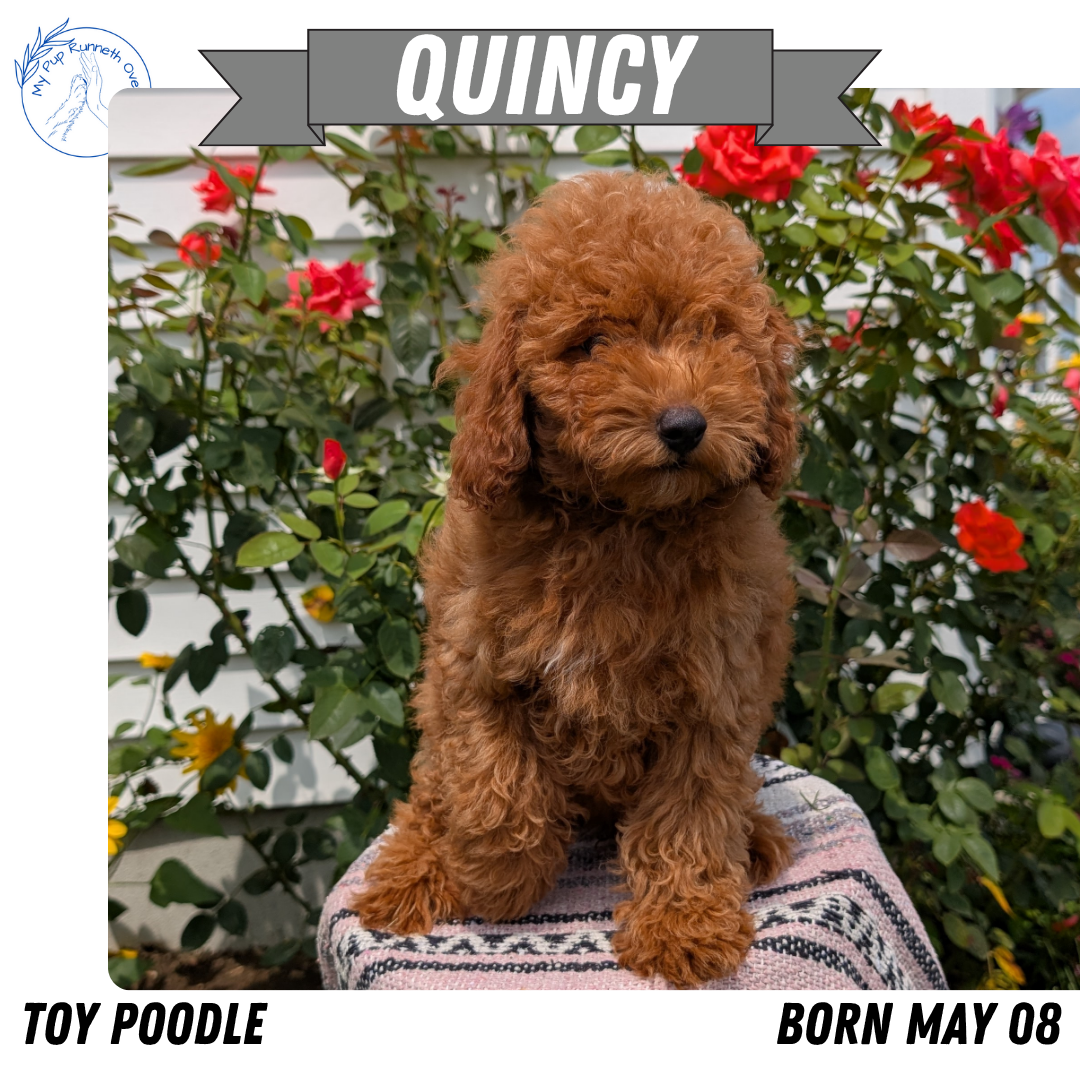 TOY POODLE (05/08) MALE