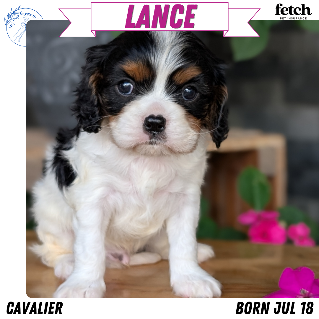 CAVALIER (JUL 18) 3 FEMALES/2 MALES