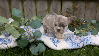 FRENCH BULLDOG (03/04) MALE