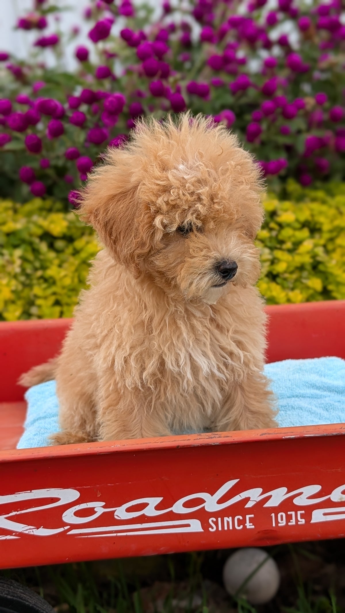 MINI POODLE (JUN 21) 4 MALES