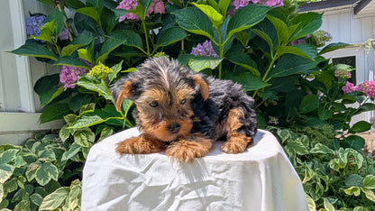 YORKSHIRE TERRIER (05/23) MALE