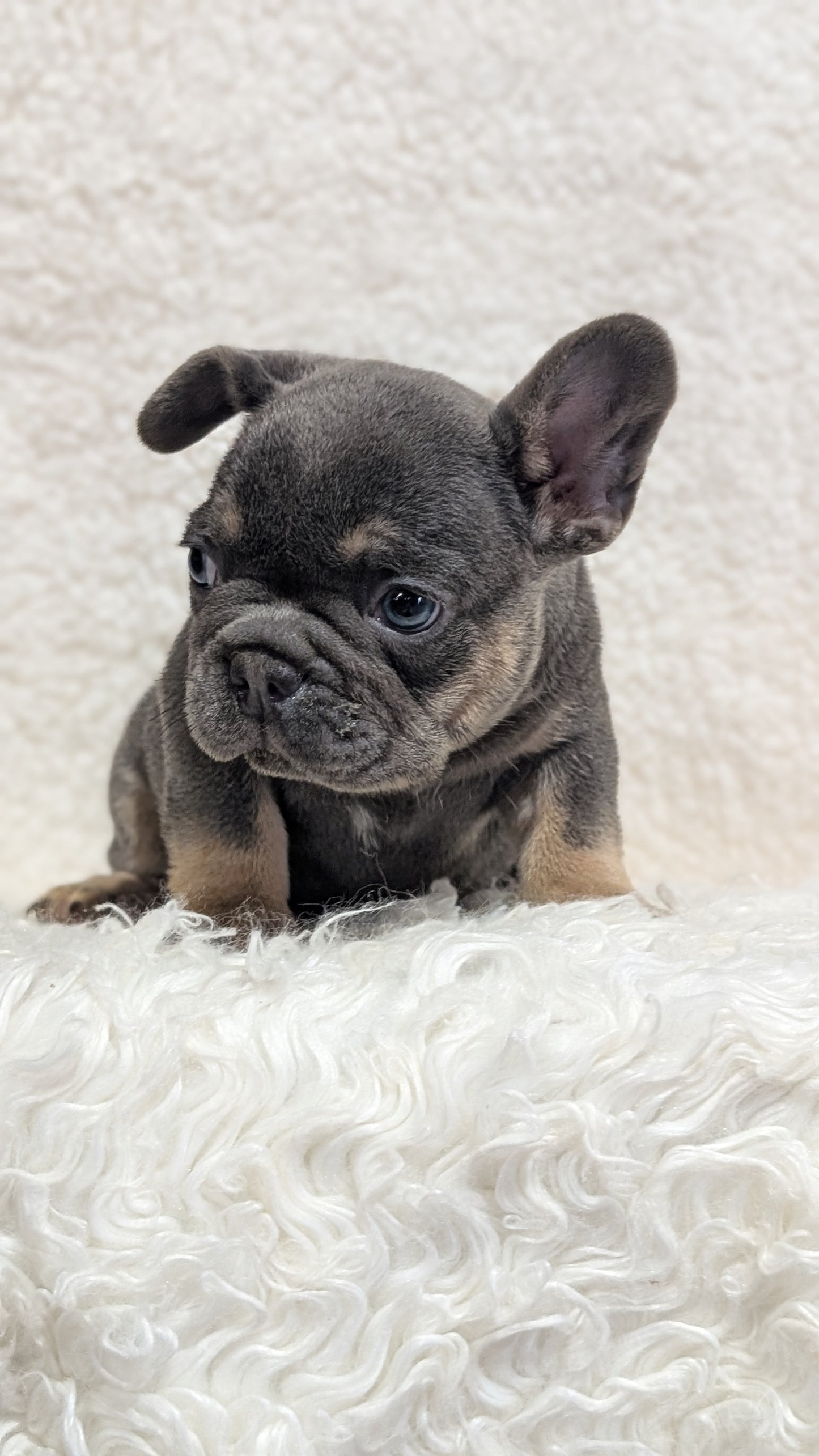 FRENCH BULLDOG (JUN 29) MALES