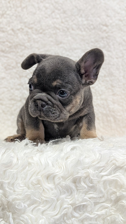 FRENCH BULLDOG (JUN 29) MALES