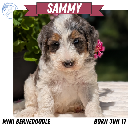 MINI BERNEDOODLE (06/11) MALE