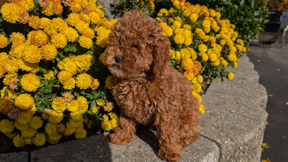 COCKAPOO (08/03) FEMALE