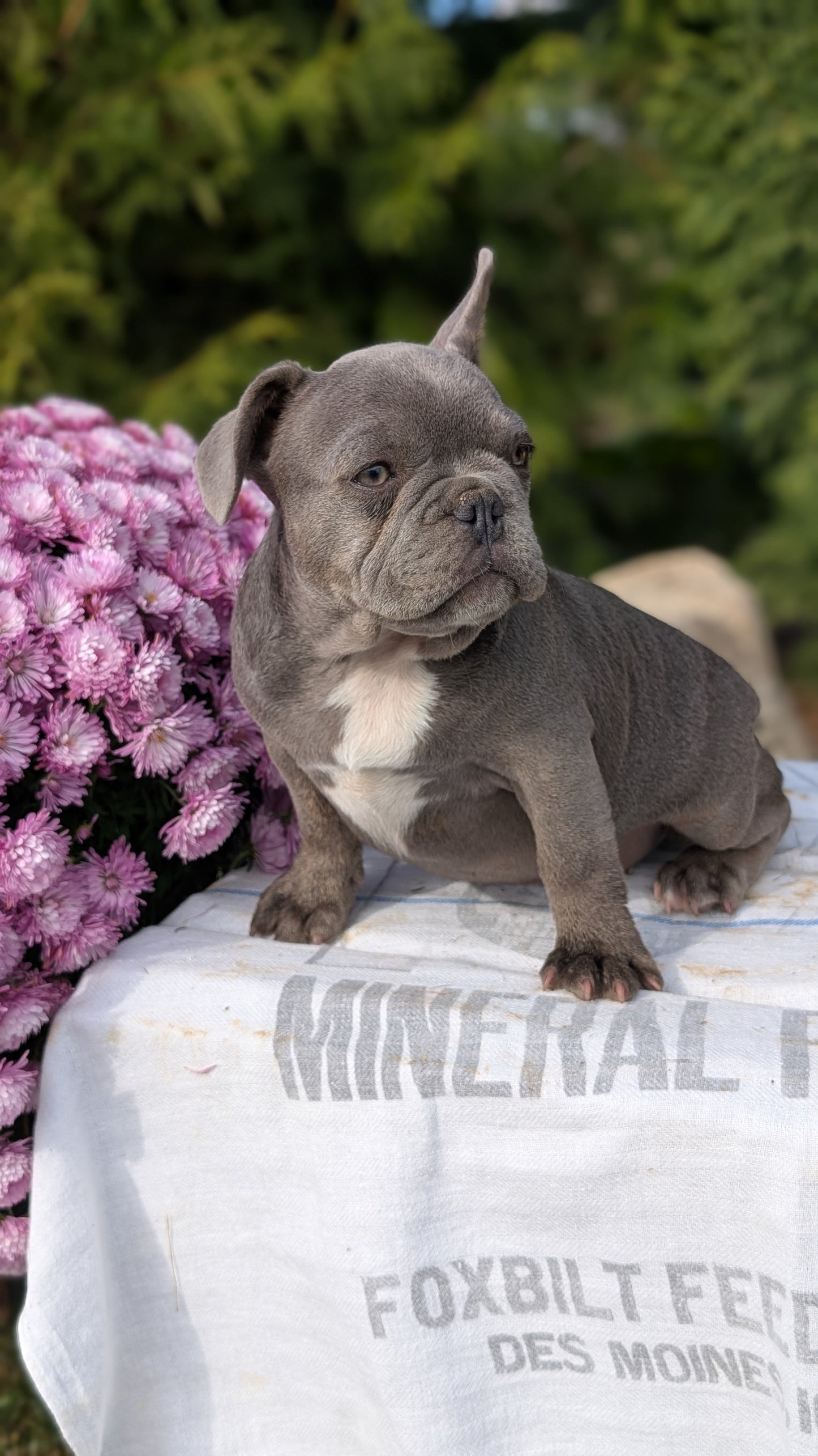 FRENCH BULLDOG (07/15) MALE