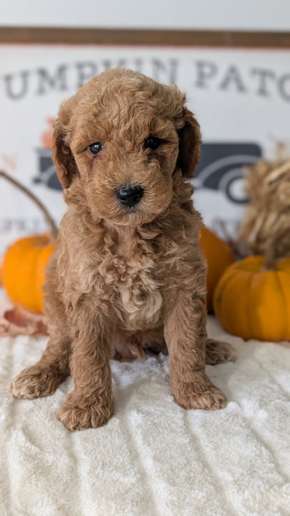 MINI GOLDENDOODLE (AUG 13) 6 MALES/3 FEMALES