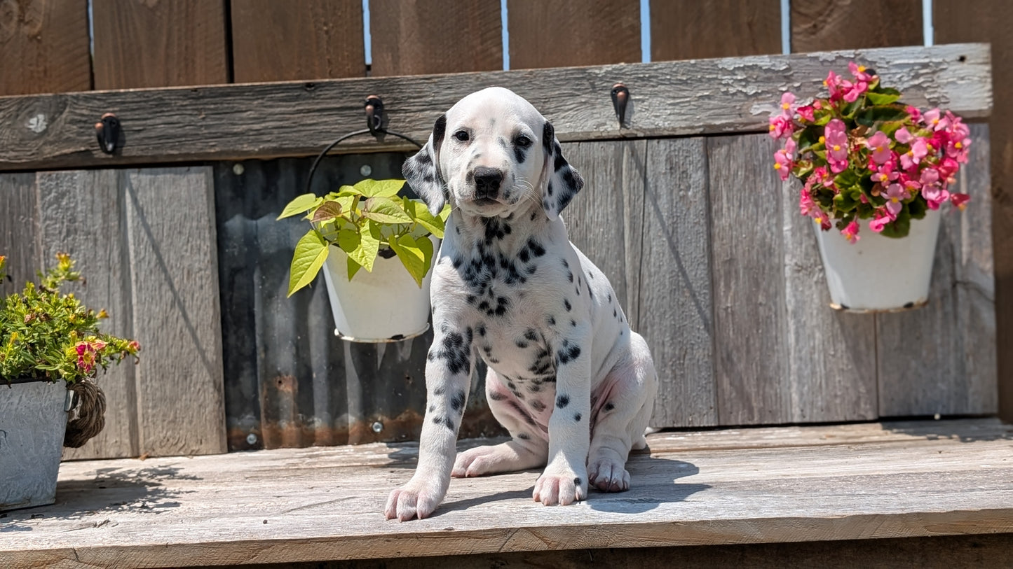 DALMATIAN (06/09) FEMALE