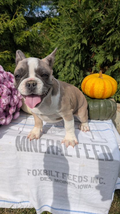 FRENCH BULLDOG (07/03) FEMALE