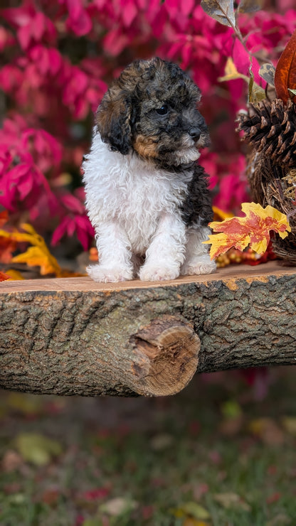 TOY POODLE (09/10) MALE