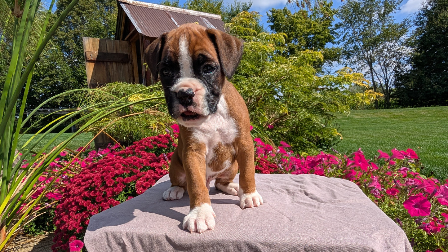 BOXER (08/20) MALE