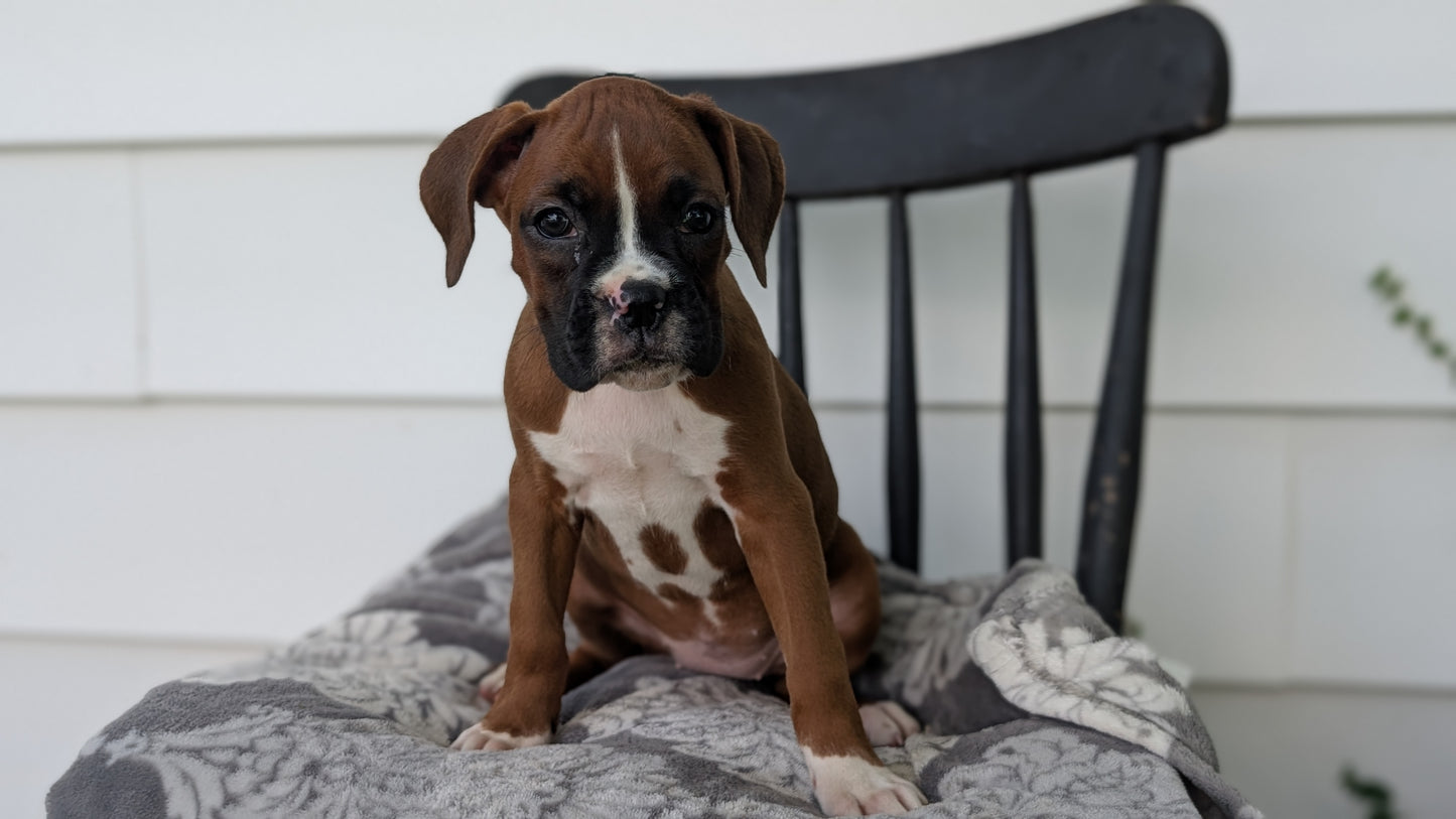 BOXER (JUN 11) FEMALES