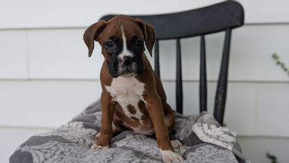 BOXER (JUN 11) FEMALES
