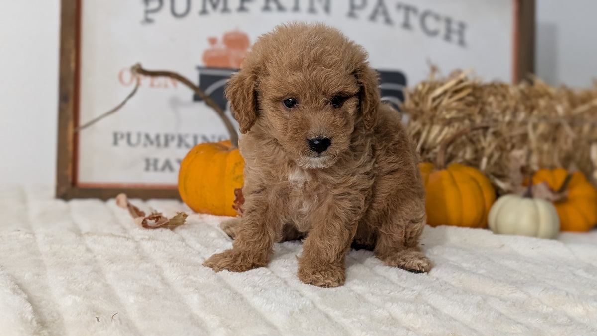 MINI GOLDENDOODLE (AUG 13) 6 MALES/3 FEMALES