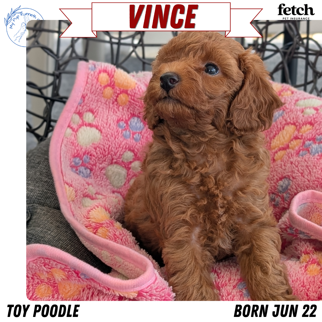 TOY POODLE (JUN 22) MALES