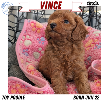 TOY POODLE (JUN 22) MALES