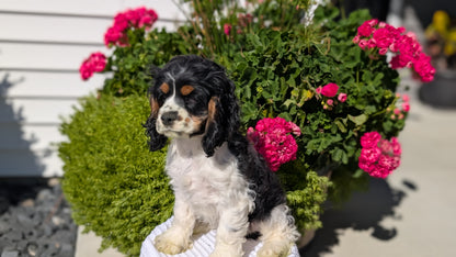 COCKER SPANIEL (07/17) MALE