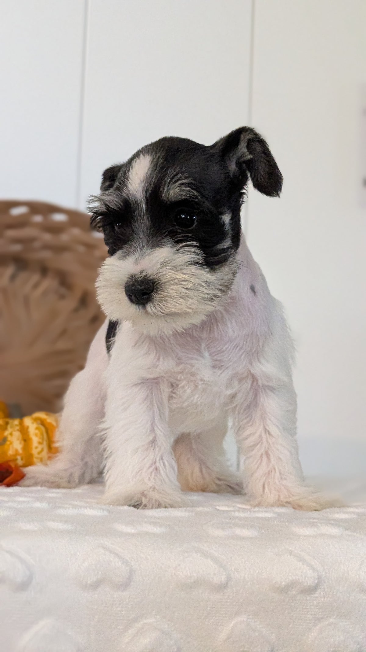 MINI SCHNAUZER (AUG 27) 4 FEMALES/1 MALE