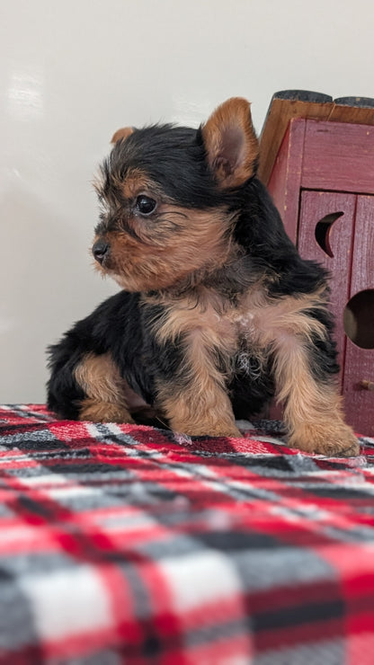 YORKSHIRE TERRIER (DEC 20) FEMALES