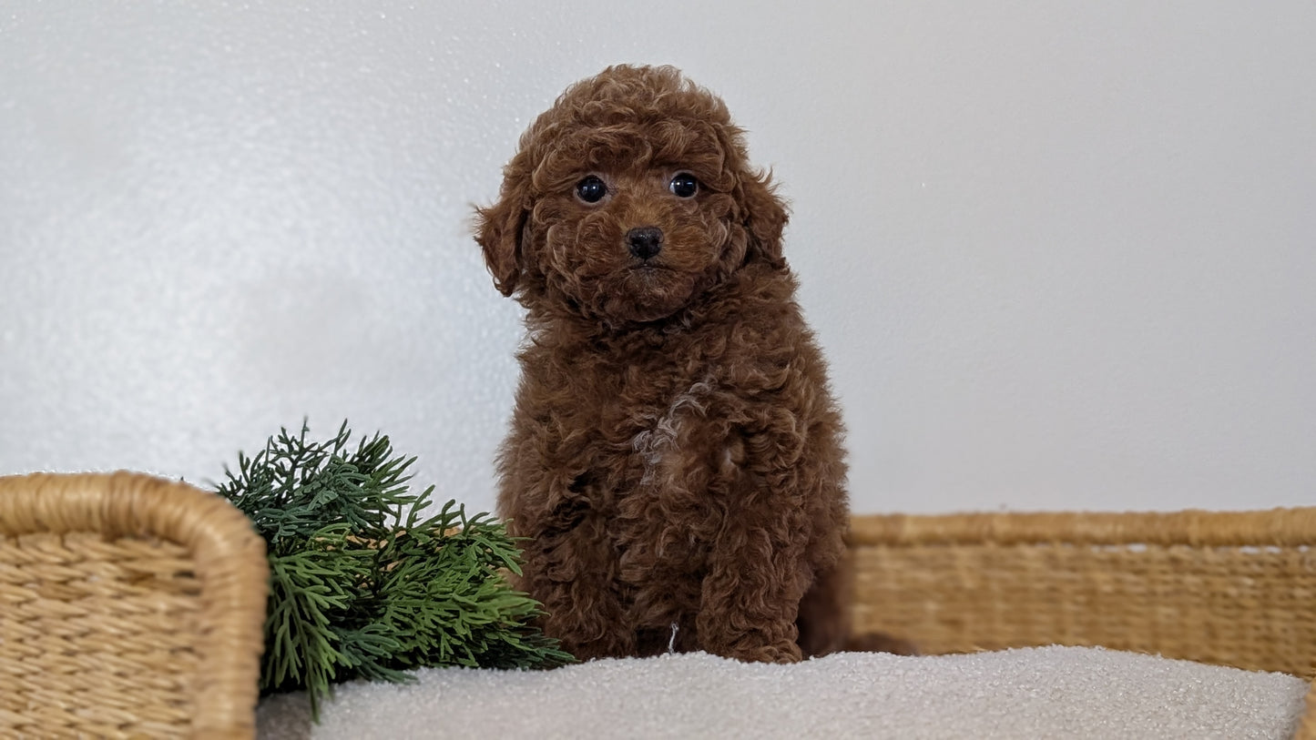 MINI POODLE (NOV 14) MALES