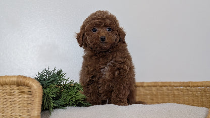 MINI POODLE (NOV 14) MALES