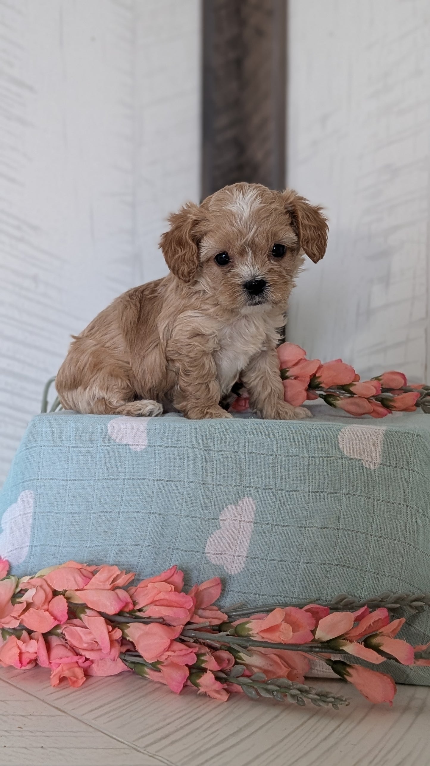 COCKAPOO (FEB 04) MALES