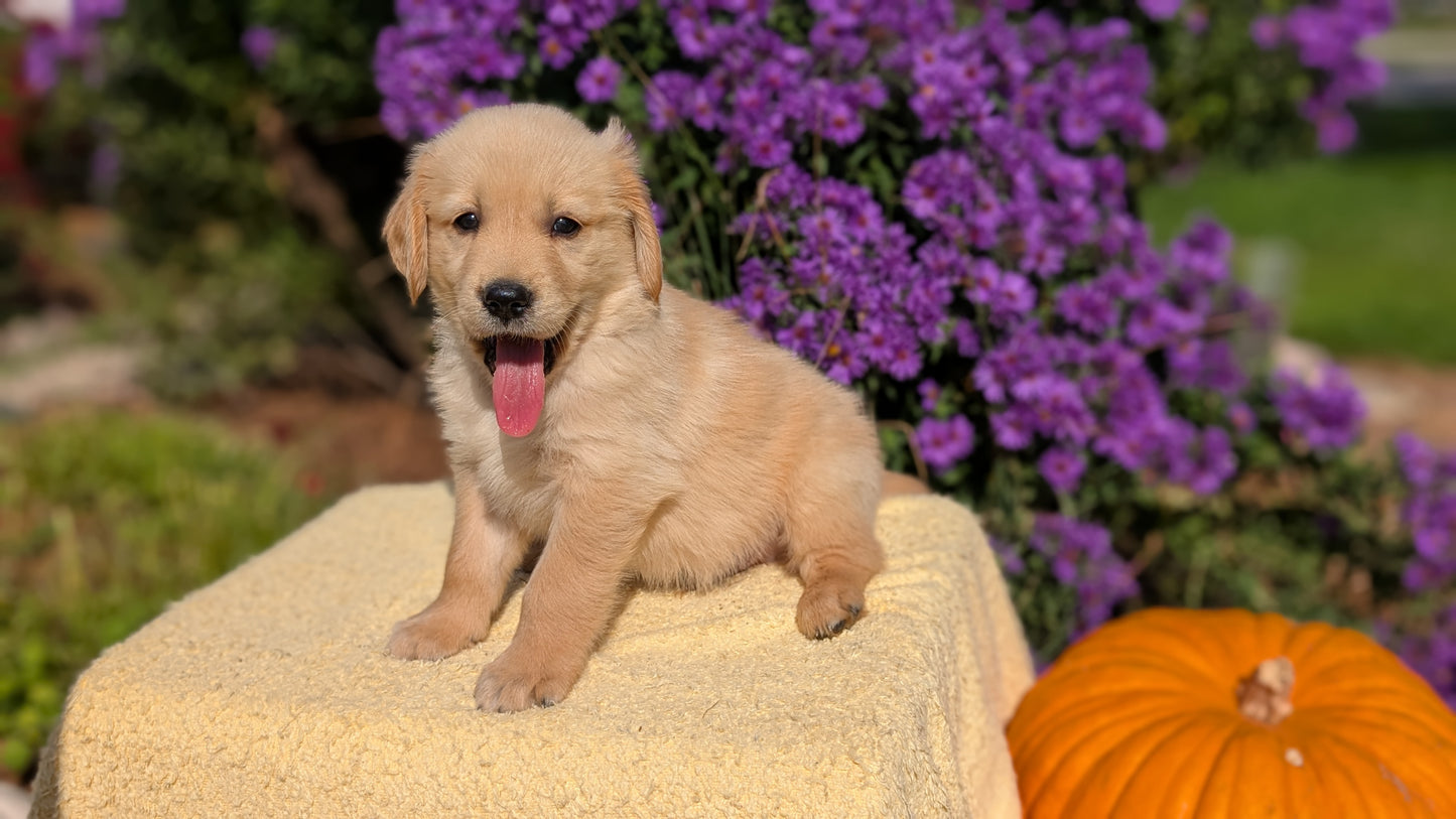 GOLDEN RETRIEVER (08/14) MALE