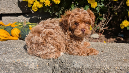 COCKAPOO (08/03) FEMALE