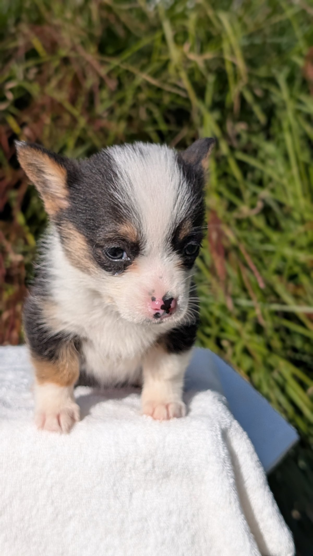 CORGI (AUG 17) 1 FEMALE