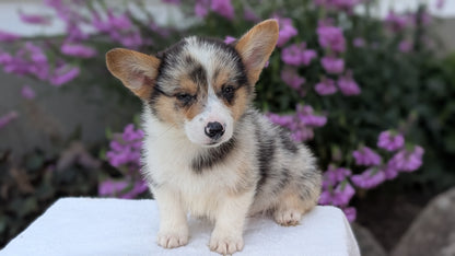 CORGI (JUN 22) MALES