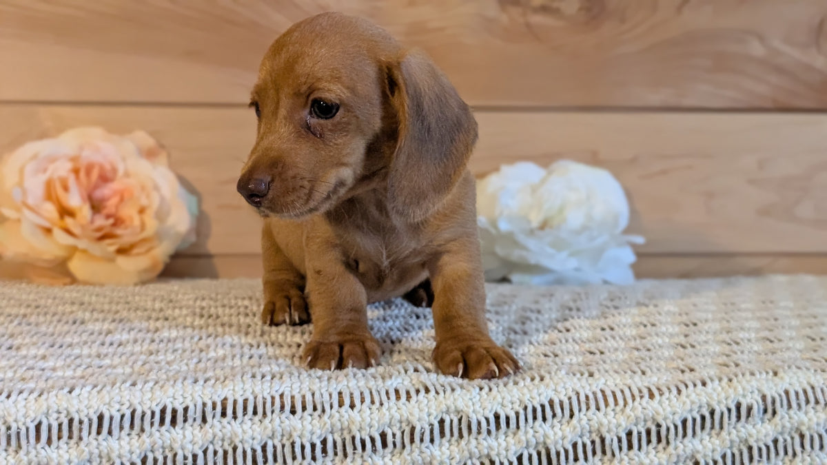 MINI DACHSHUND (JUL 30) 4 MALES/1 FEMALE