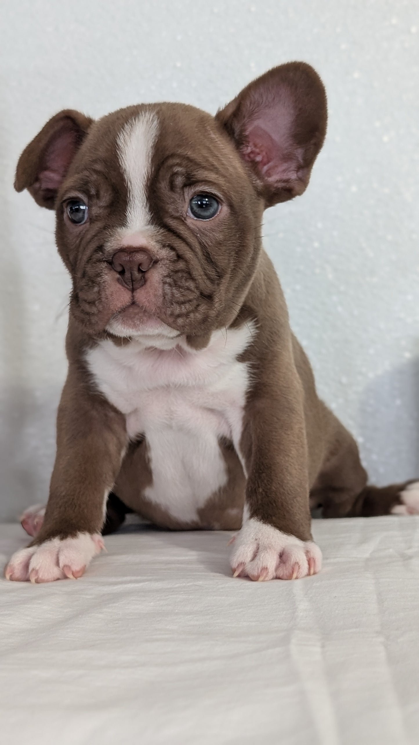 FRENCHTON (NOV 15) MALES