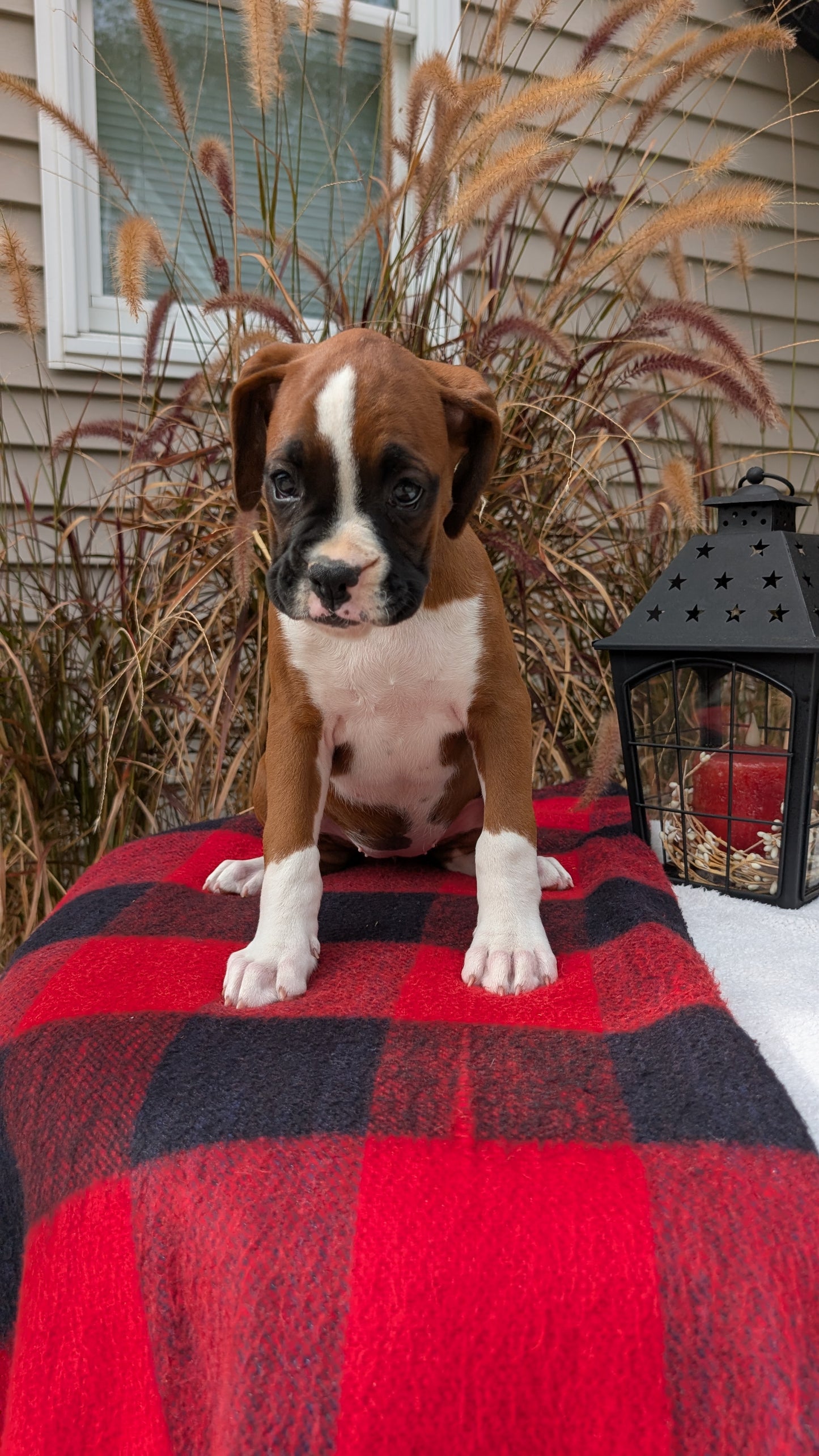 BOXER (08/20) FEMALE